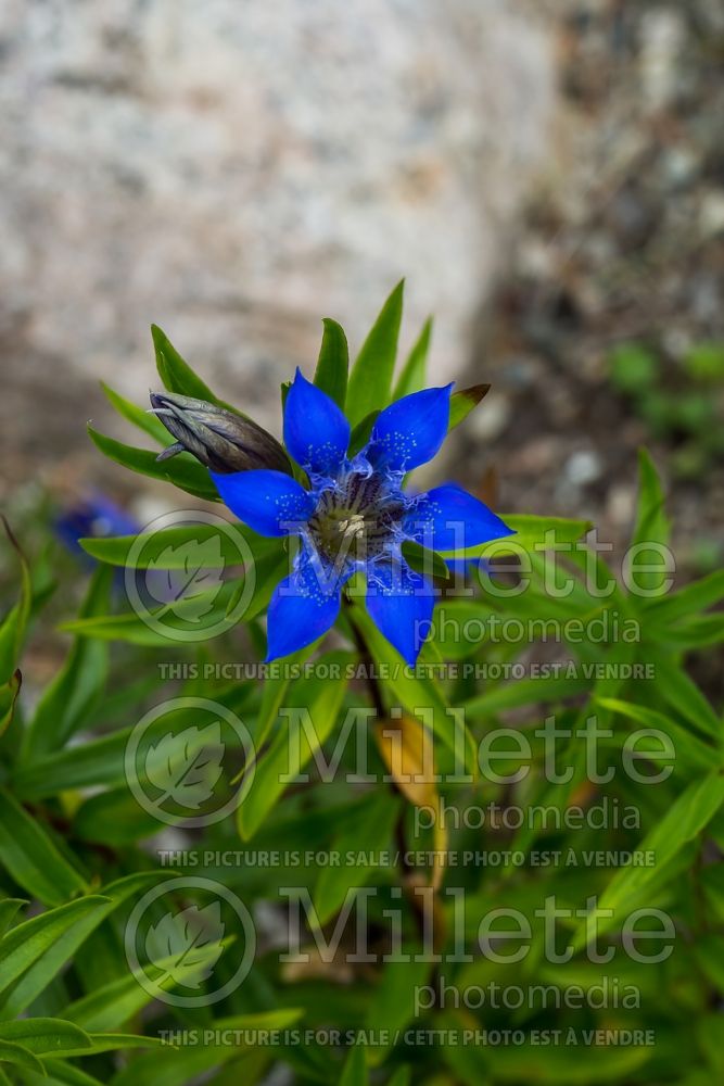 Gentiana True Blue (Gentian) 1 