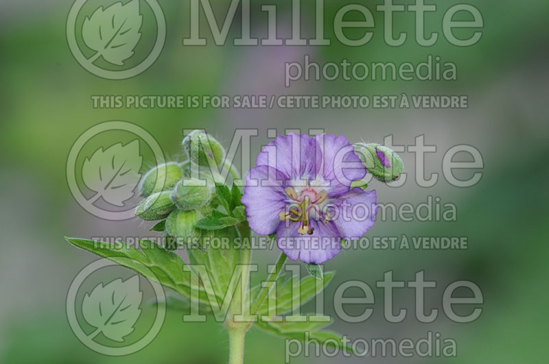 Geranium Lavender Pinwheel (Geranium Hardy Cranesbill) 1 