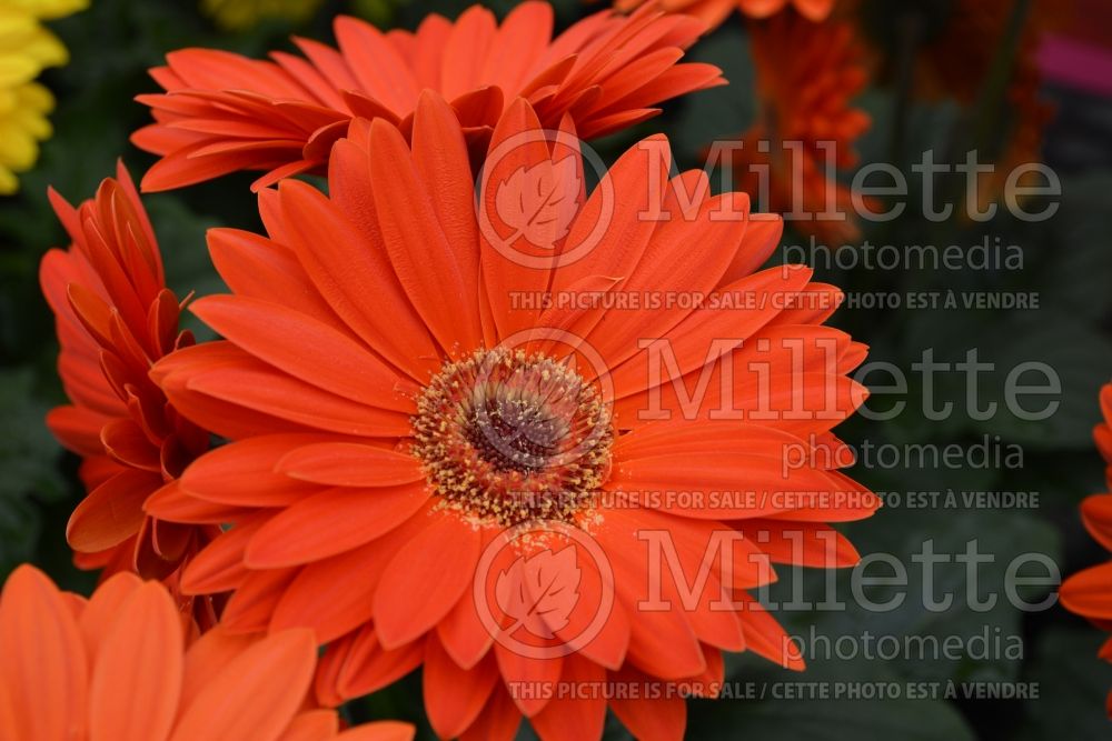 Gerbera Majorette Orange Dark Eye (African Daisy) 1 
