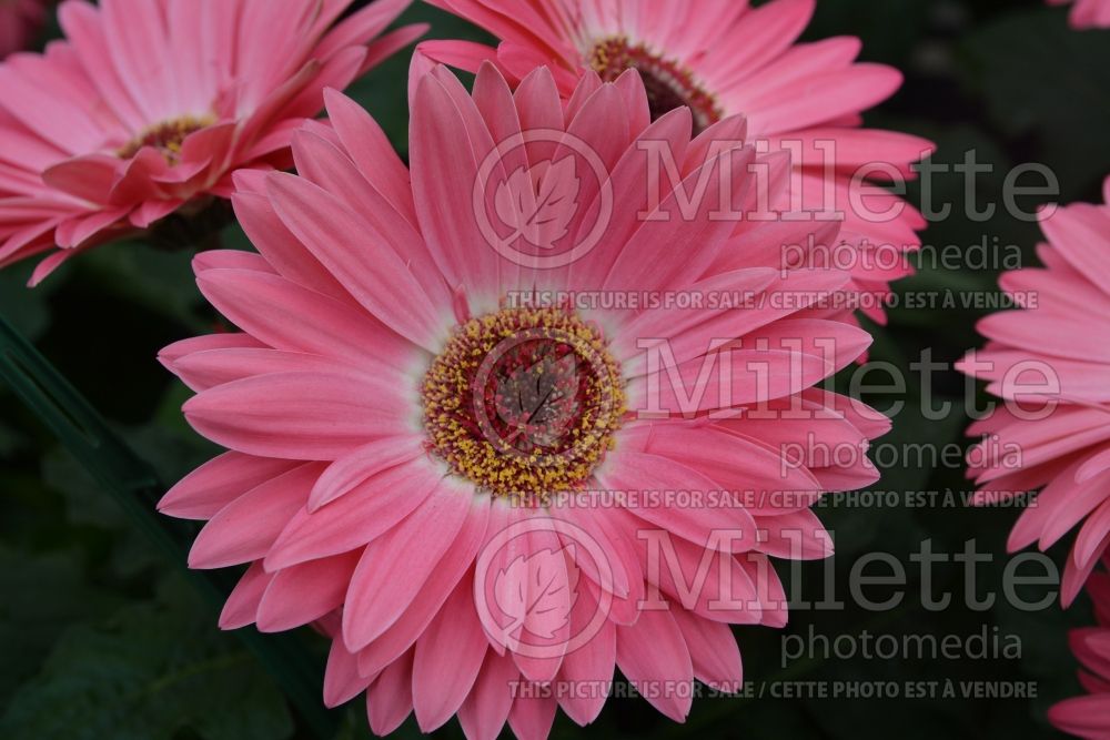Gerbera Majorette Pink Halo (African Daisy) 1 