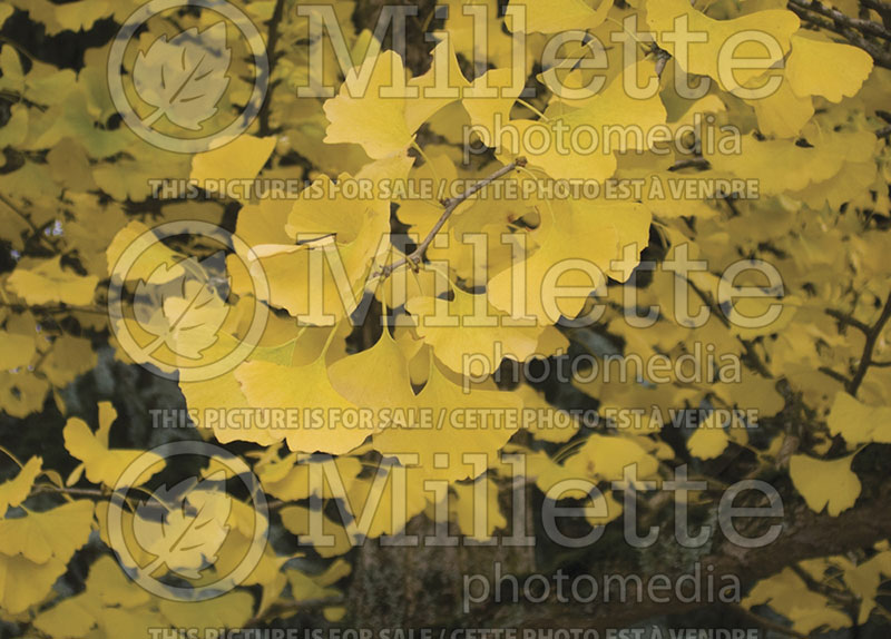 Ginkgo Autumn Gold (Ginkgo conifer) 1