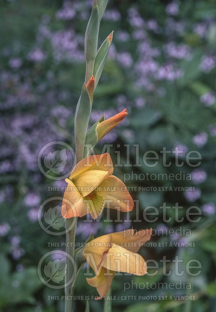 Gladiolus Boone (Gladiolus) 3 