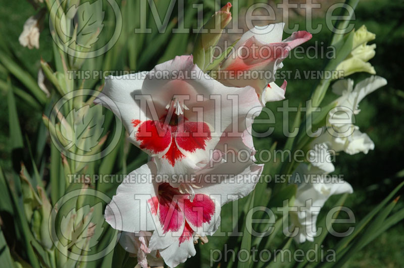 Gladiolus Flaneur Blanc (Gladiolus) 1 
