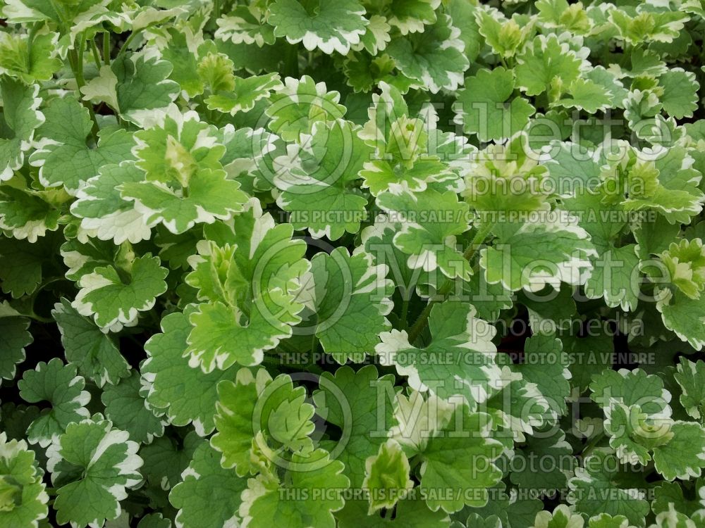 Glechoma Variegata (Ground Ivy) 2 