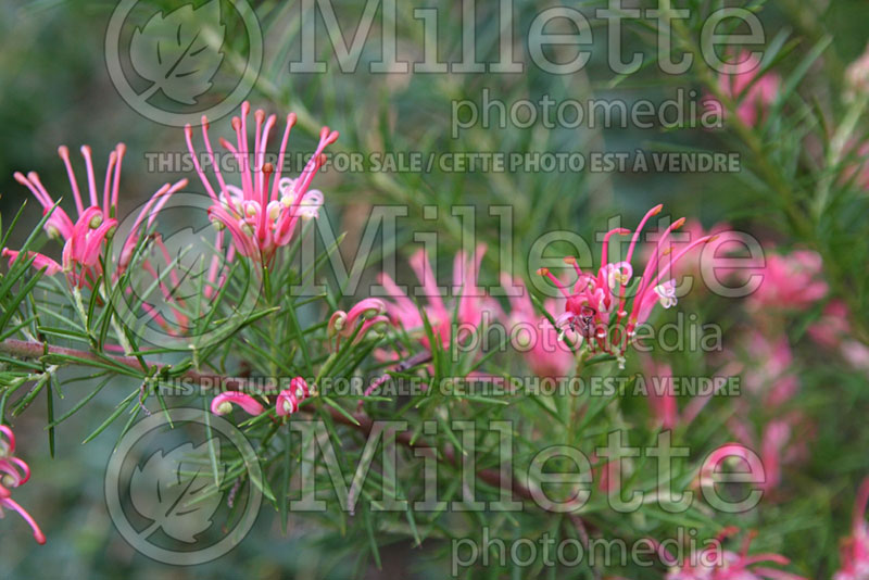 Grevillea rosmarinifolia (Rosemary grevillea)   1