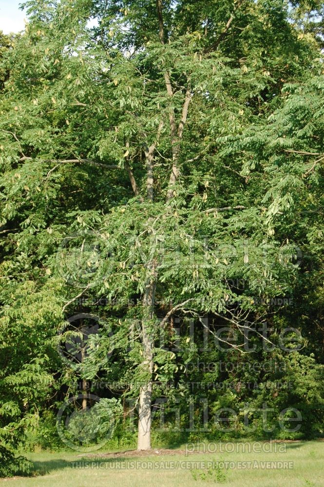 Gymnocladus dioicus (Kentucky Coffeetree) 7