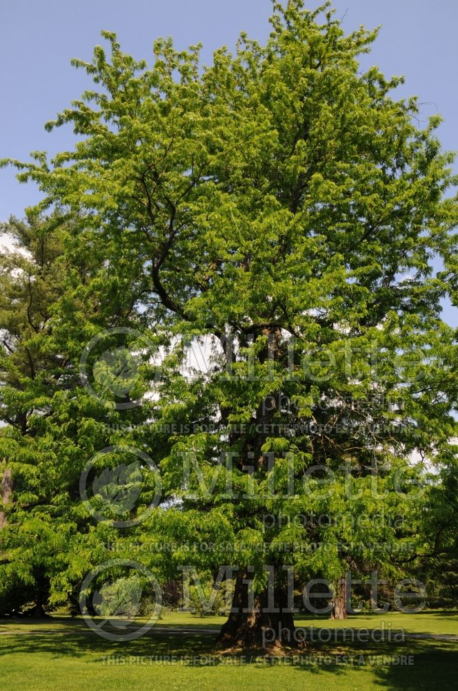 Gymnocladus dioicus (Kentucky Coffeetree) 8