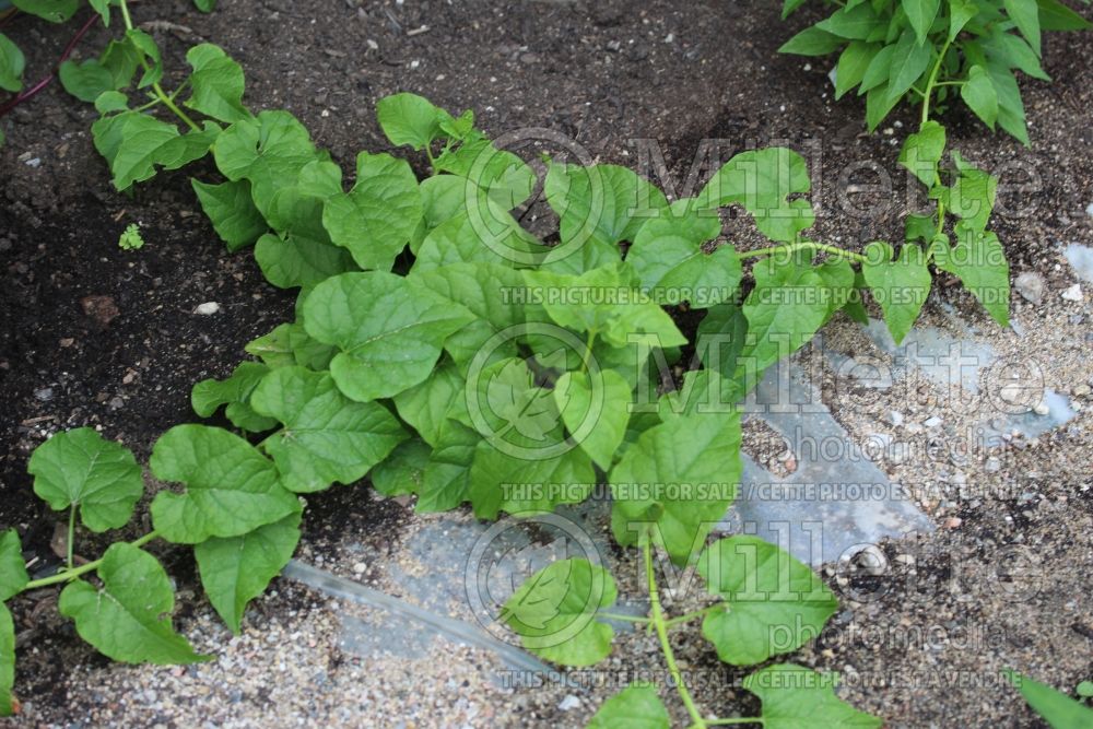 Hablitzia tamnoides (Caucasian Spinach) 1  