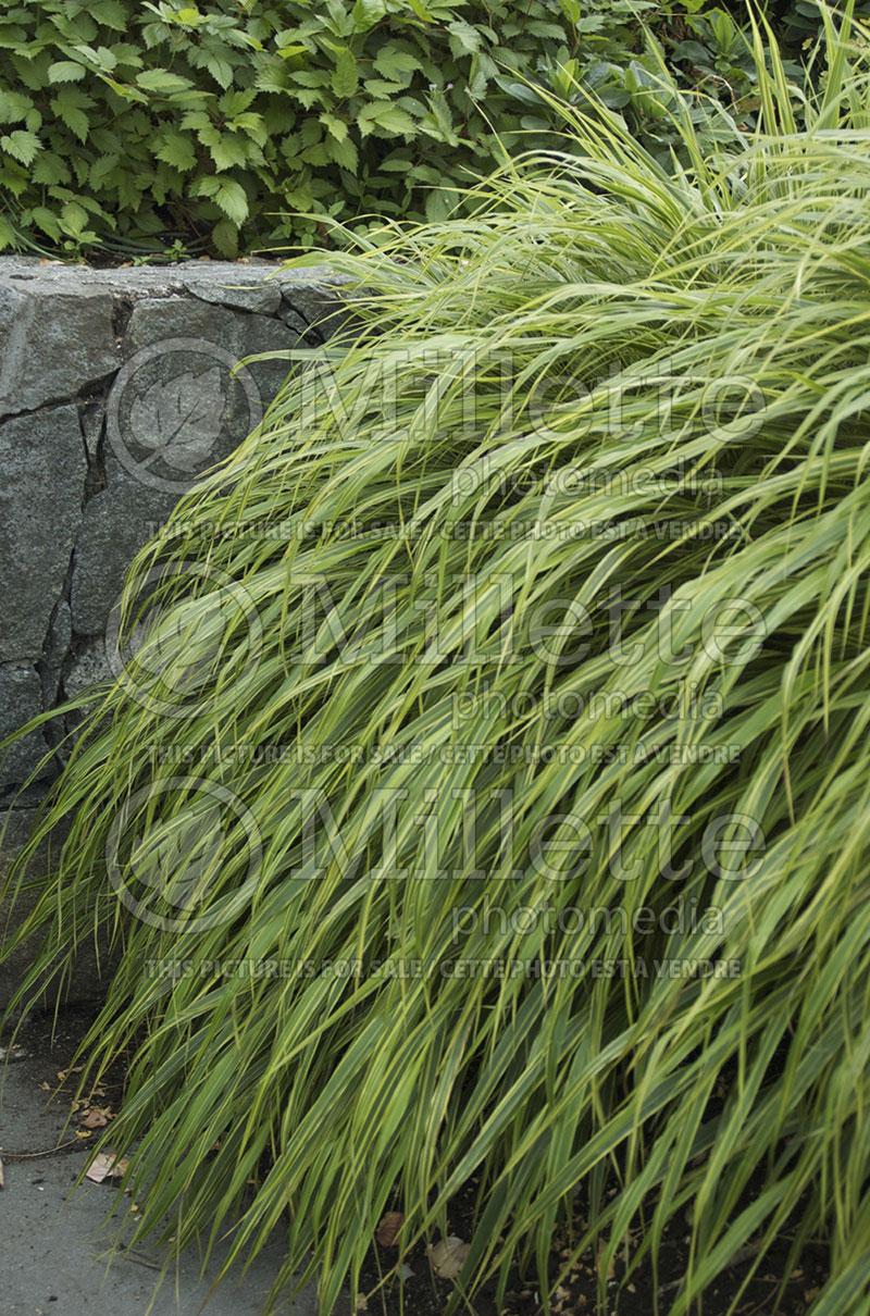 Hakonechloa Albostriata (Japanese Forest Grass) 1 