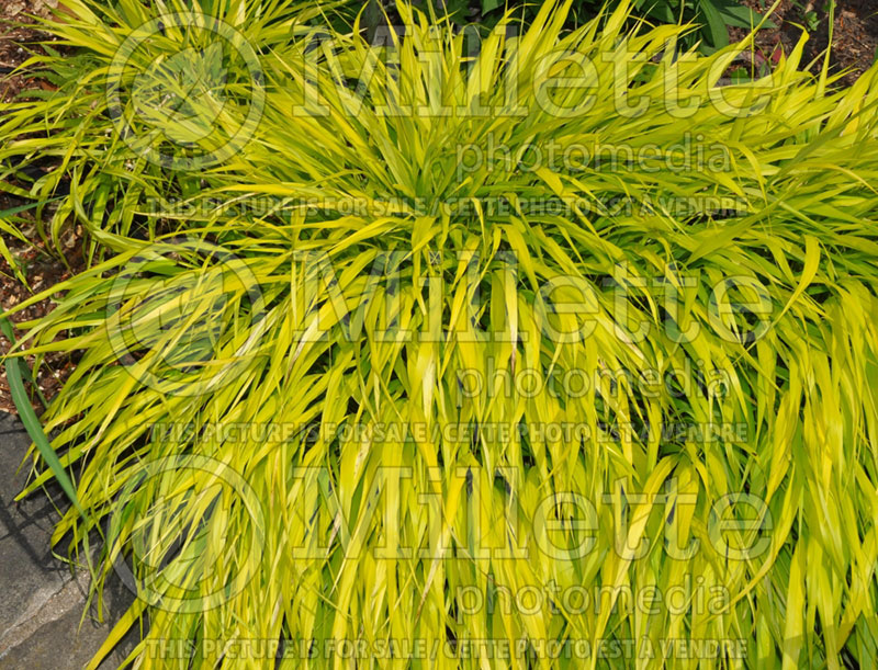 Hakonechloa All Gold (Japanese Forest Grass) 4