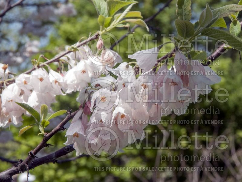 Halesia Rosea (Snowdrop Tree) 1