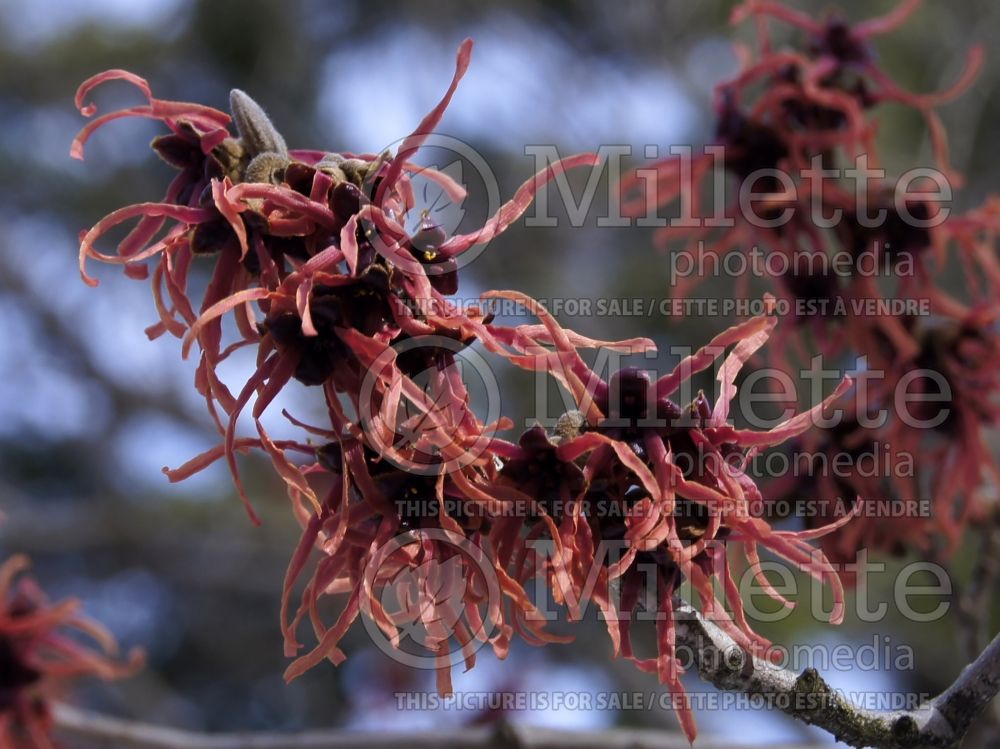 Hamamelis Fire Charm or Magic Fire or Feuerzauber (Witch Hazel) 1 