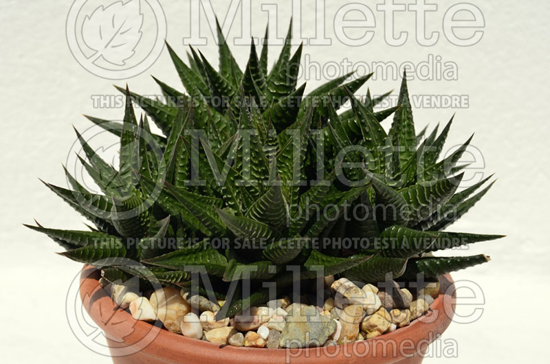 Haworthia limifolia (Fairy Washboard Cactus) 2