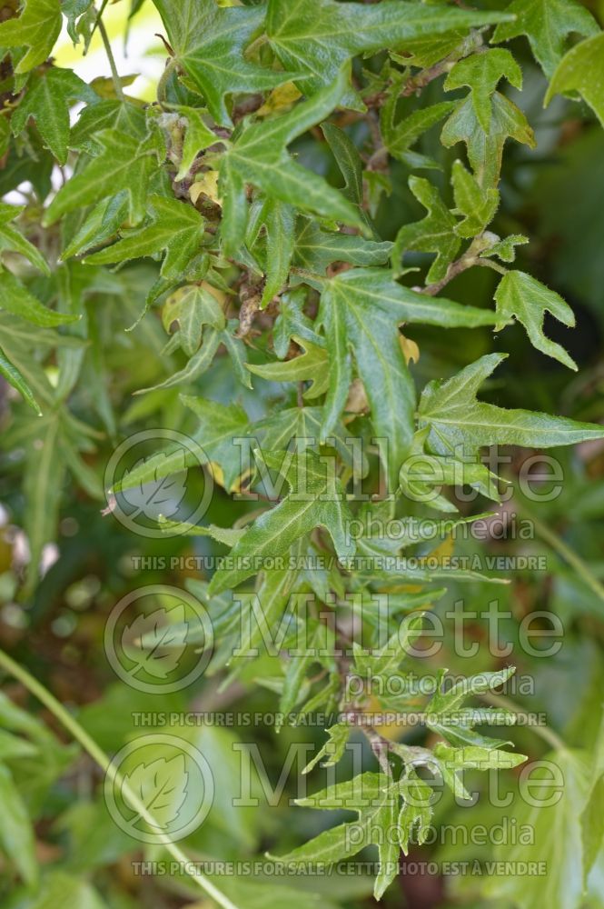 Hedera Crispy (English Ivy) 1 
