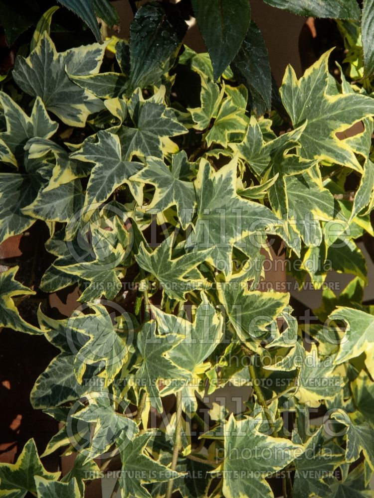 Hedera Yellow Ripple (English Ivy) 2 