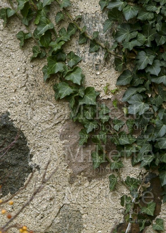 Hedera helix baltica (English Ivy) 6 