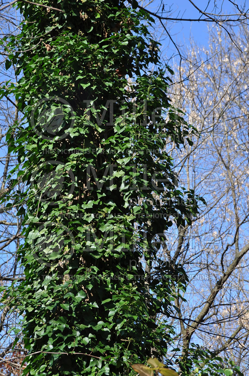 Hedera helix (English Ivy) 4 
