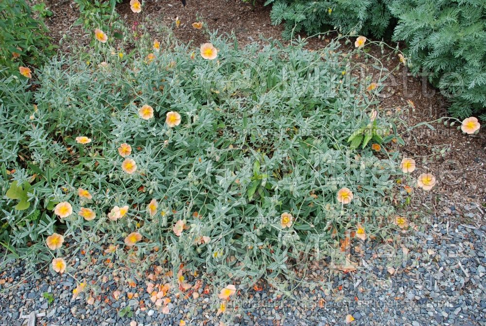 Helianthemum Cheviot (Peach Sunrose) 1