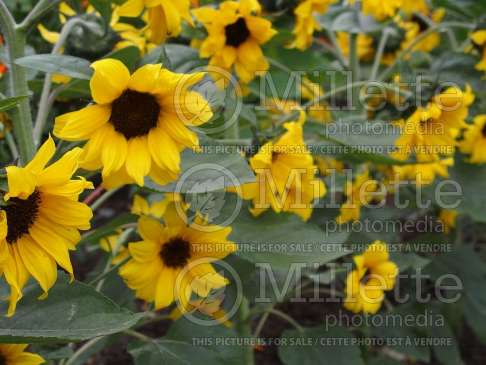 Helianthus Baby Face (Perennial Sunflower) 1 