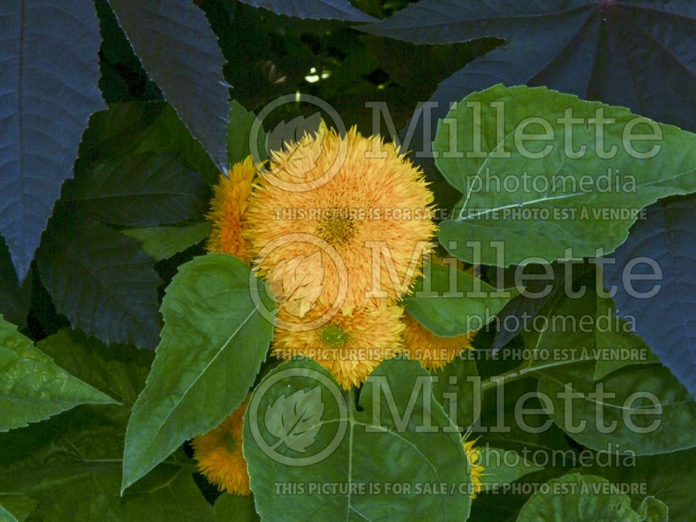 Helianthus Teddy Bear (Sunflower) 2 