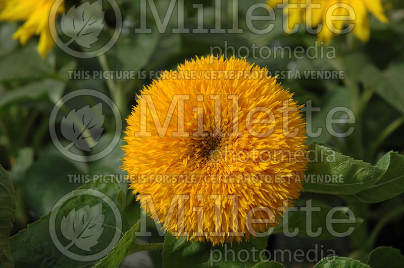 Helianthus Teddy Bear (Sunflower) 1