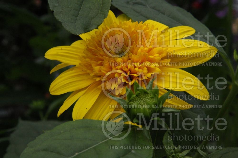 Helianthus Happy Days (Perennial Sunflower) 2 