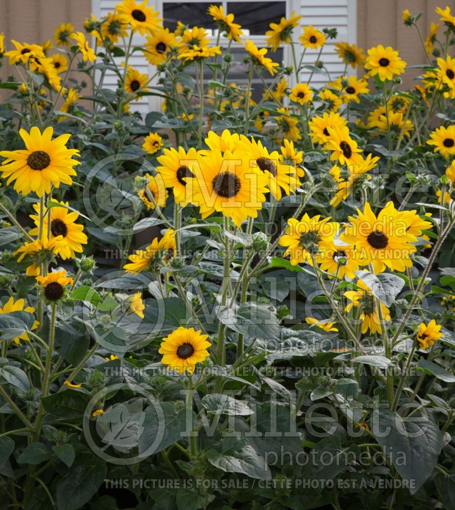 Helianthus Sunfinity Yellow Dark Center (Perennial Sunflower) 4 