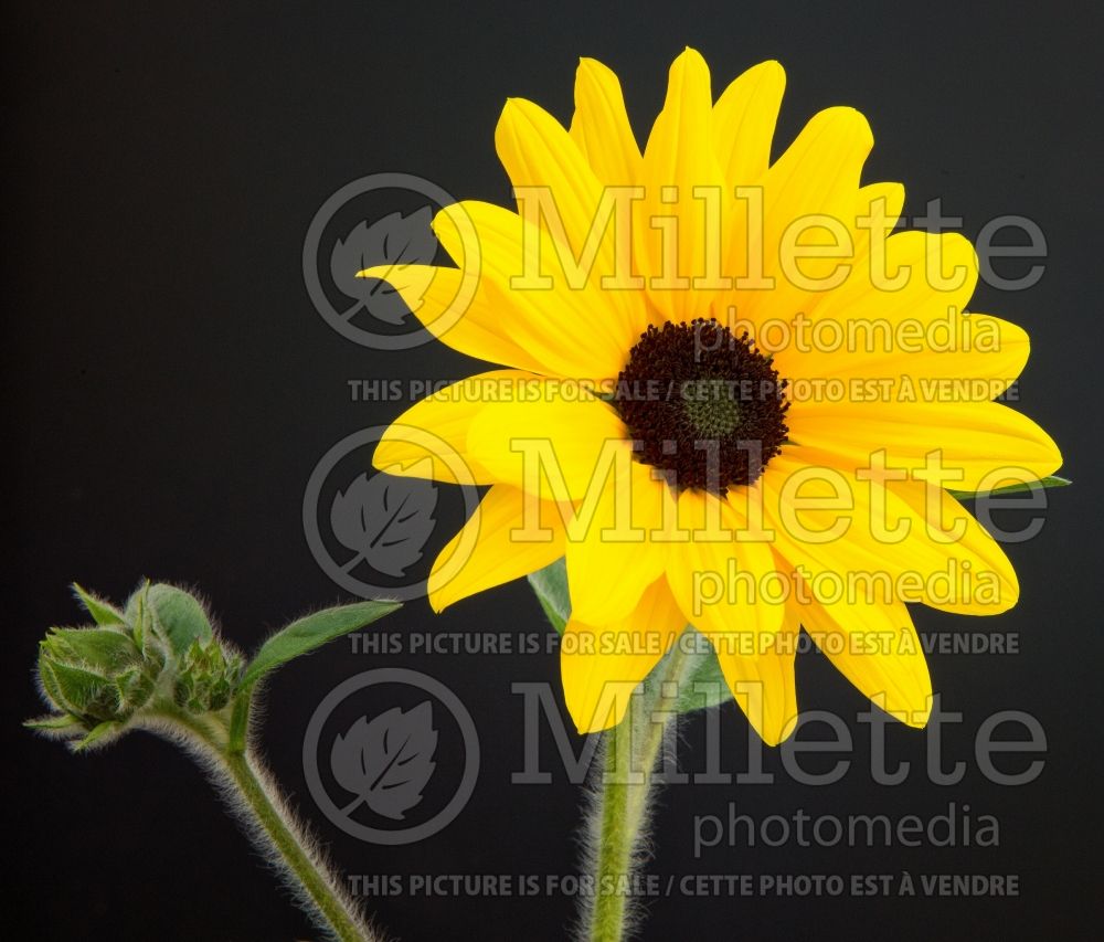 Helianthus Sunfinity Yellow Dark Center (Perennial Sunflower) 3 