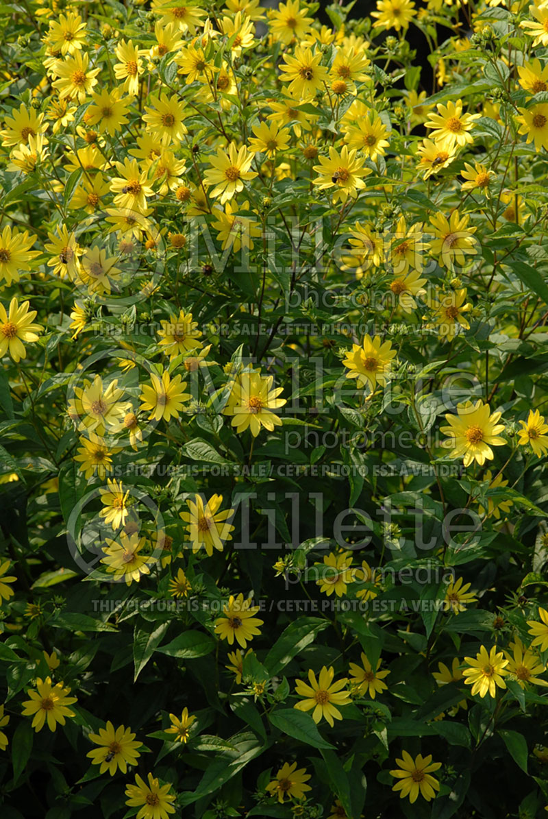 Helianthus Lemon Queen (Sunflower) 1 