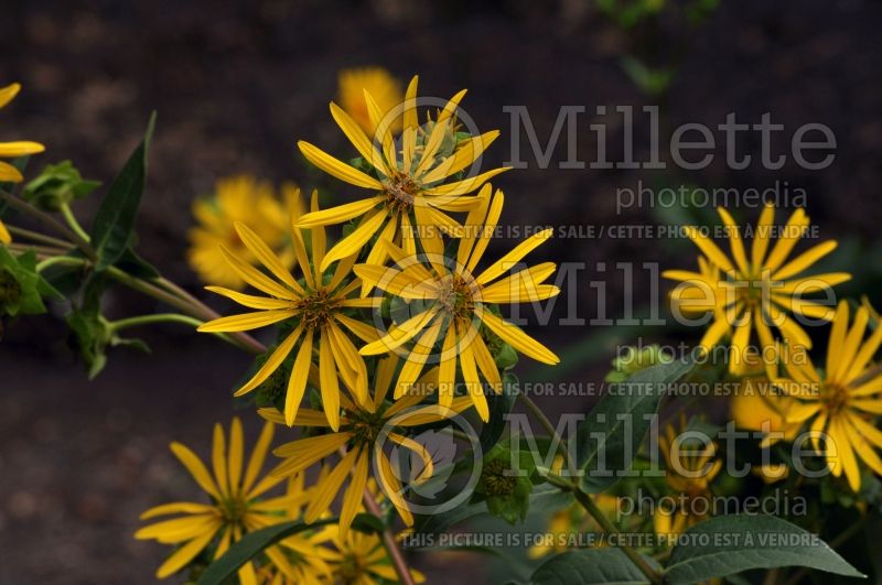 Helianthus mollis (Downy Sunflower) 1 