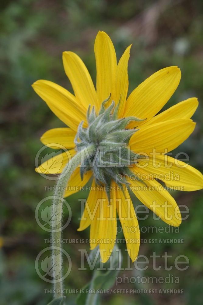 Helianthus mollis (Downy Sunflower) 2 