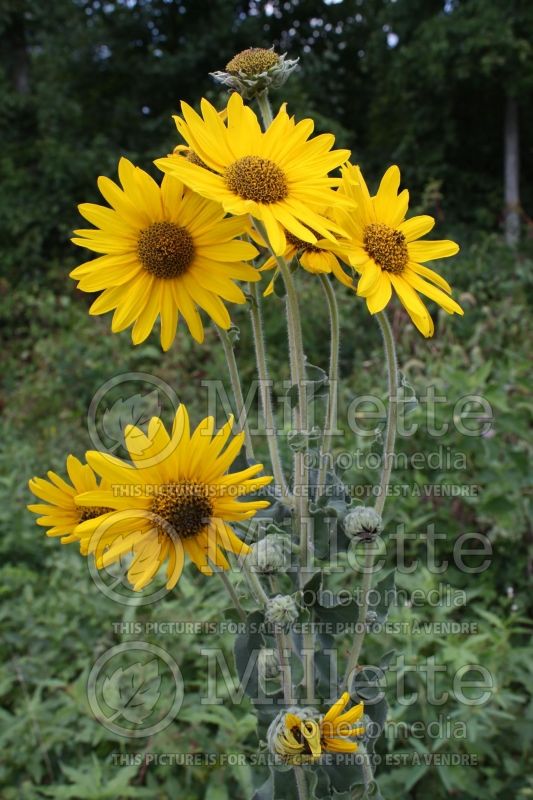 Helianthus mollis (Downy Sunflower) 3 