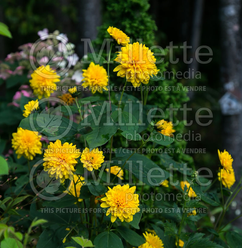 Helianthus Sunshine Daydream (Perennial Sunflower) 3 