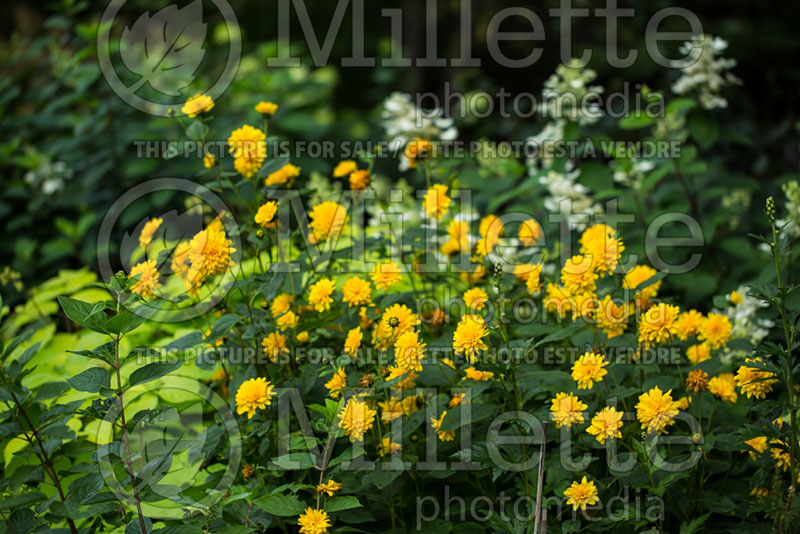 Helianthus Sunshine Daydream (Perennial Sunflower) 4 