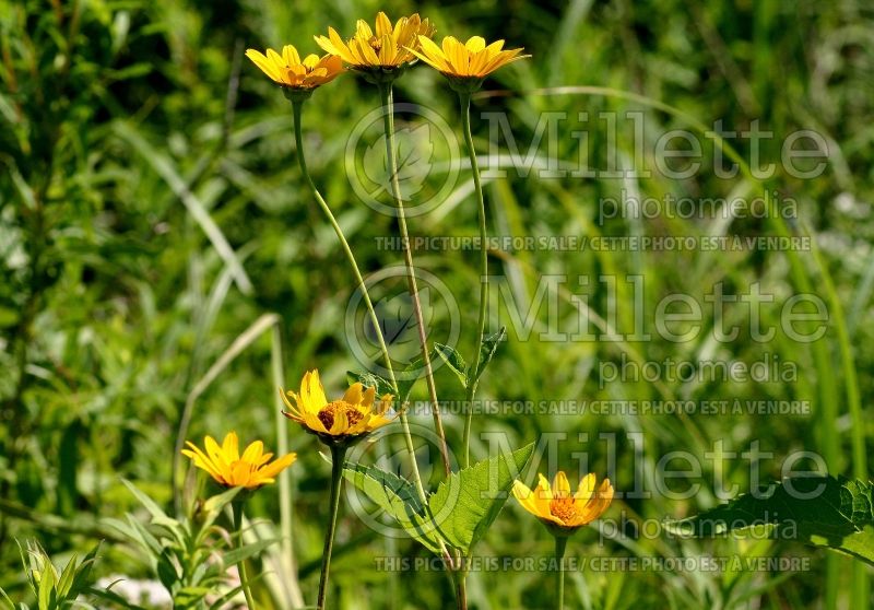 Helianthus occidentalis (Downy Sunflower) 4 