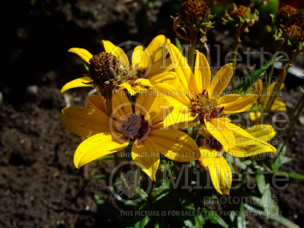 Helianthus First Light (Sunflower) 3 