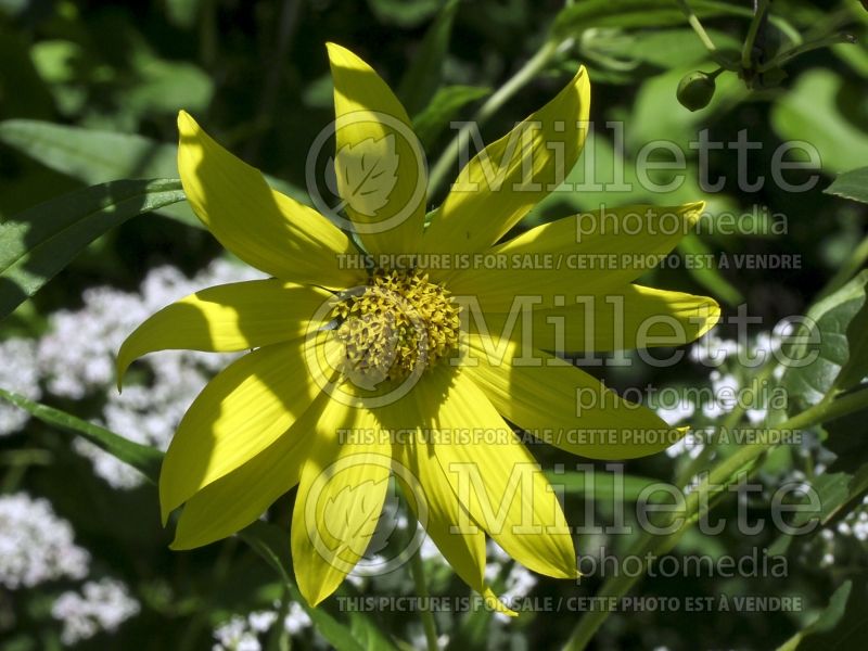 Helianthus strumosus (Paleleaf sunflower) 5 
