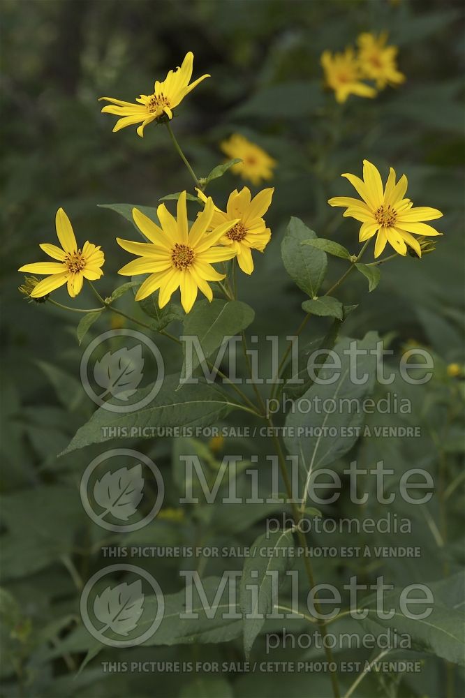Helianthus strumosus (Paleleaf sunflower) 2 