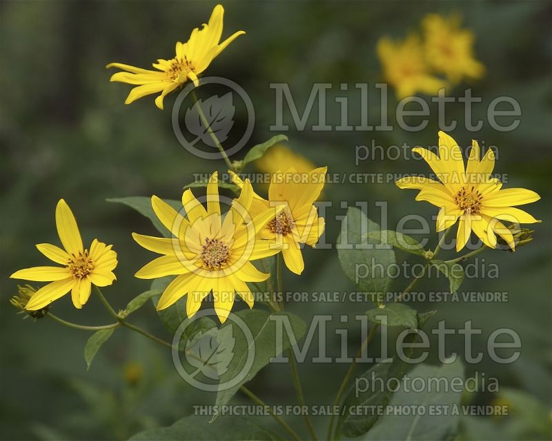 Helianthus strumosus (Paleleaf sunflower) 3 