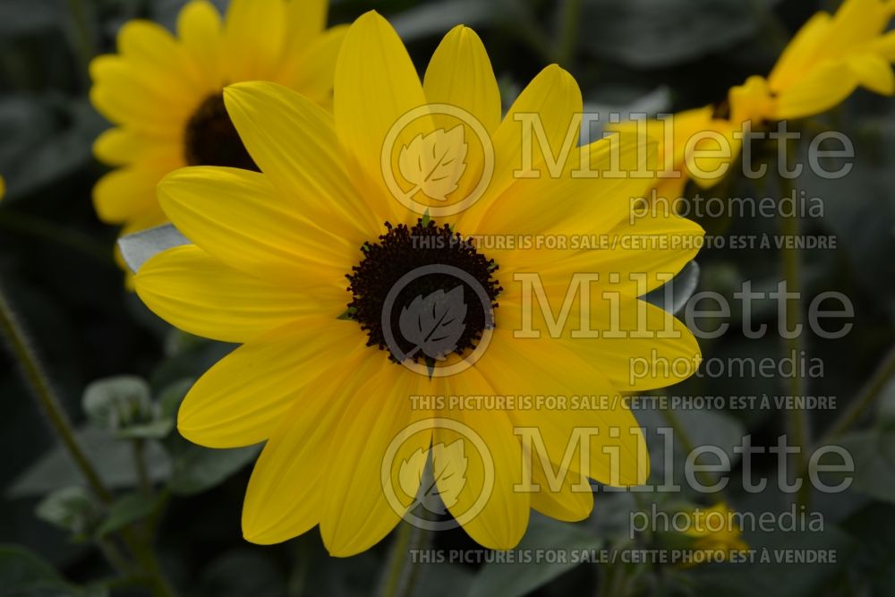 Helianthus Sunfinity Yellow Dark Center (Perennial Sunflower) 1