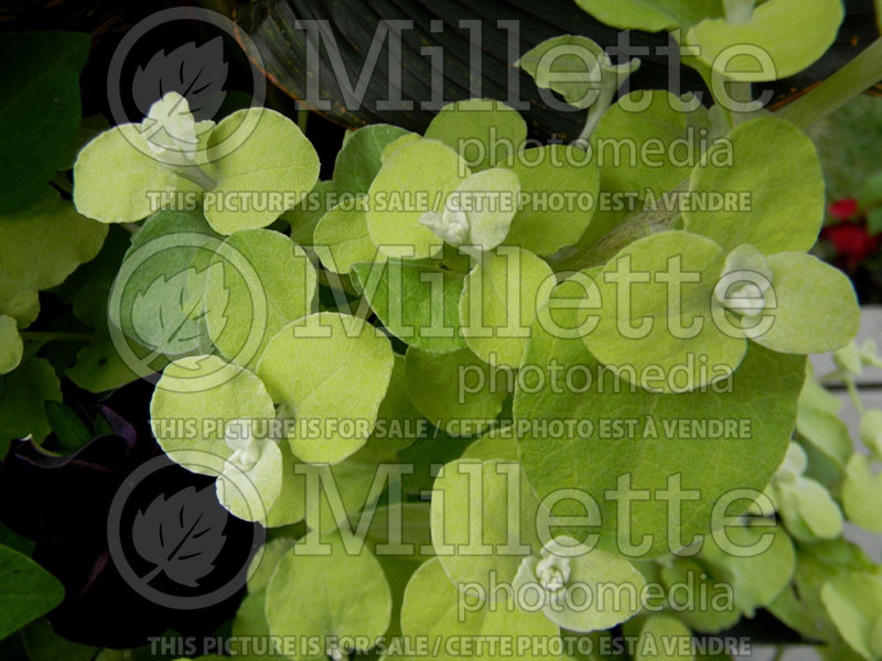 Helichrysum Limelight (Licorice Plant) 3 