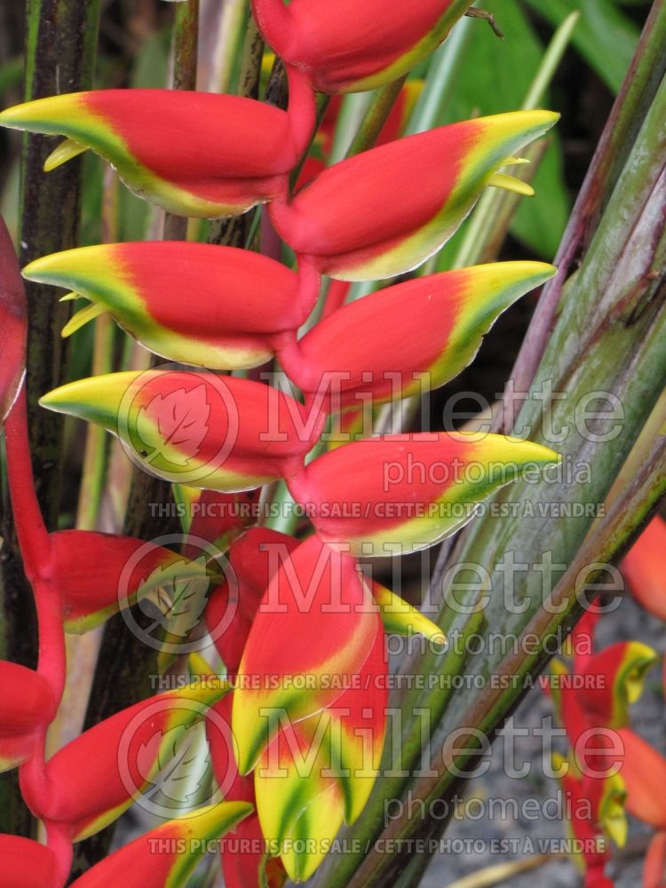 Heliconia rostrata (Lobster claw plant) 4 