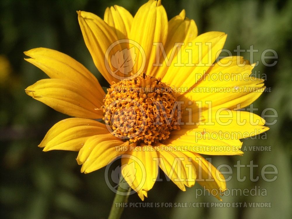 Heliopsis Patula (False Sunflower) 1 