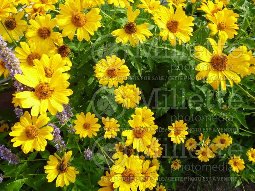 Heliopsis helianthoides (False oxeye Sunflower) 4  