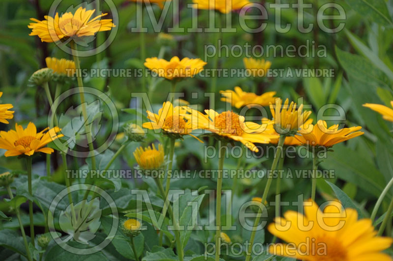 Heliopsis Tuscan Sun (False Sunflower) 6 
