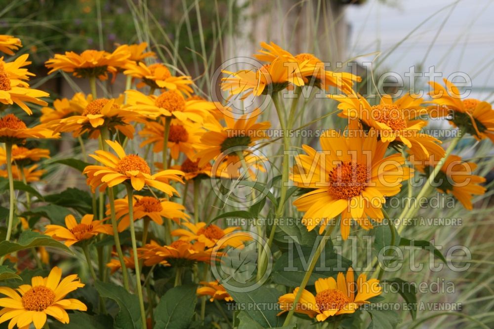 Heliopsis Tuscan Sun (False Sunflower) 3 