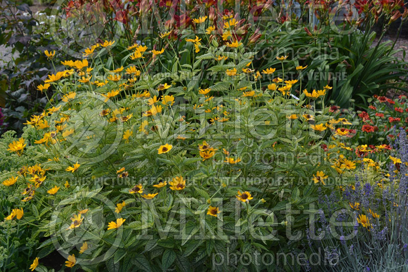Heliopsis Sunburst (False Sunflower) 1