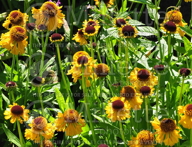 Heliopsis Loraine Sunshine or Helhan (False Sunflower) 4