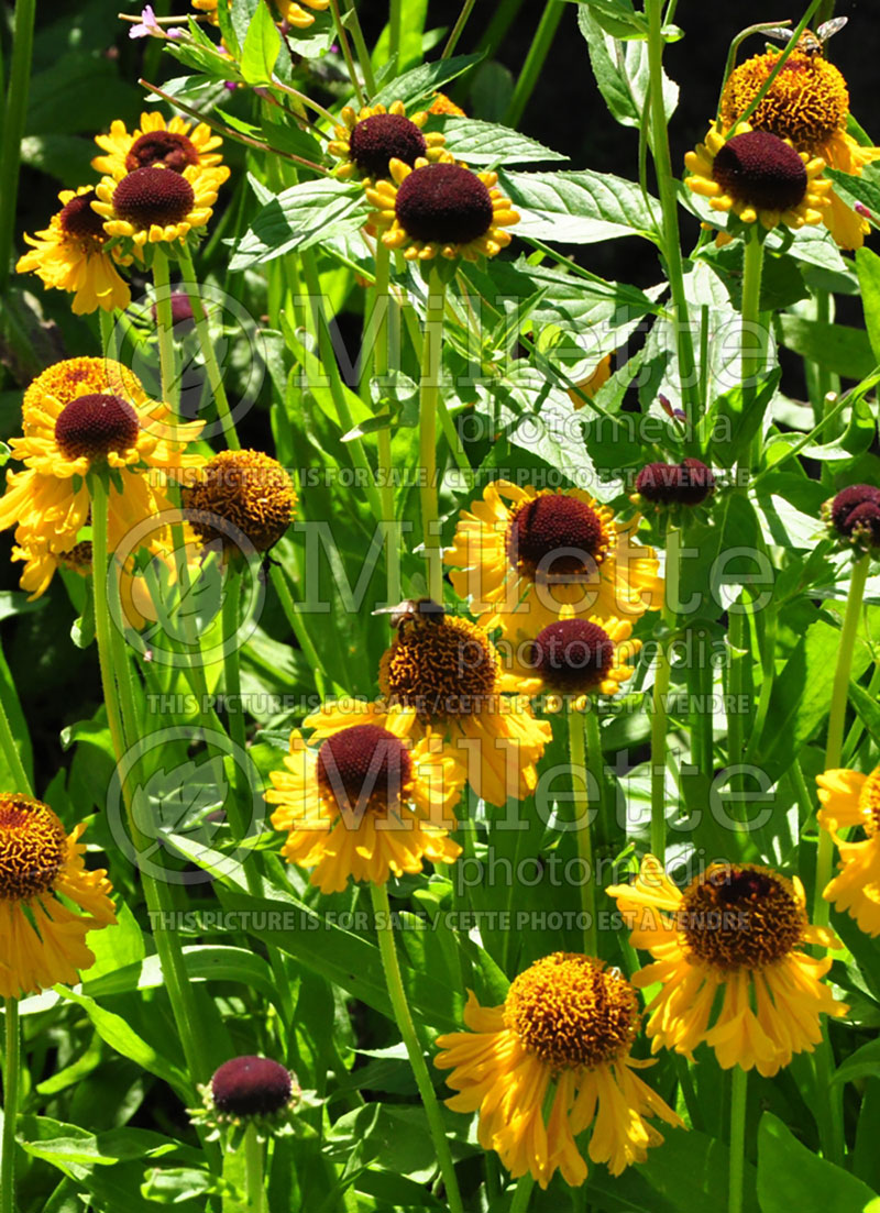Heliopsis Loraine Sunshine or Helhan (False Sunflower) 5
