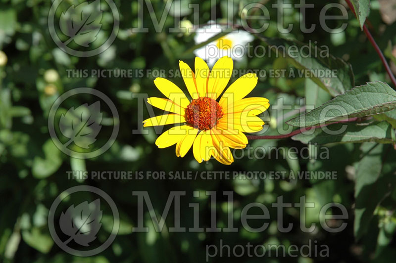 Heliopsis Prairie Sunset (False Sunflower) 1
